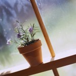 blomstForår blomstForår