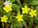anemone anemone