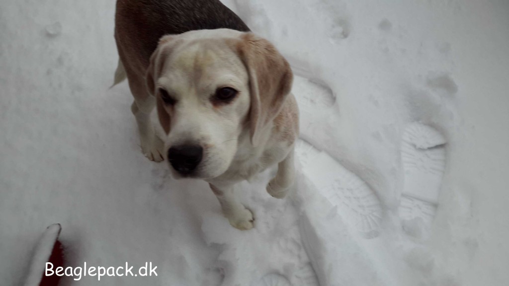 En beagle med kolde poter