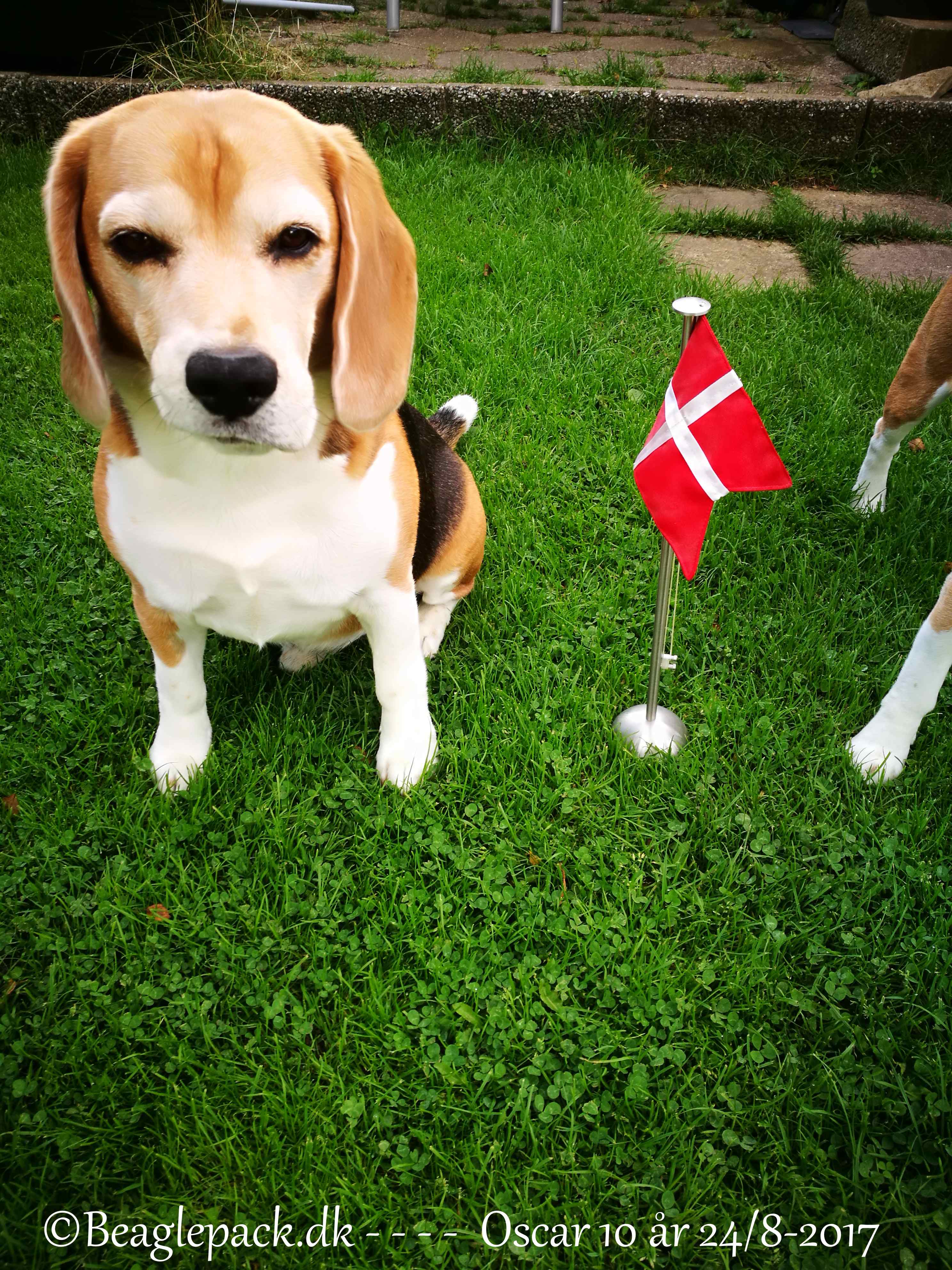 En helt unik beagle