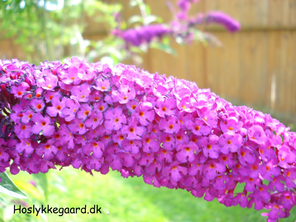 Min sommerfugle busk står i fuldt flor