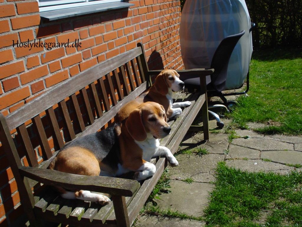solskins krævende Beagler