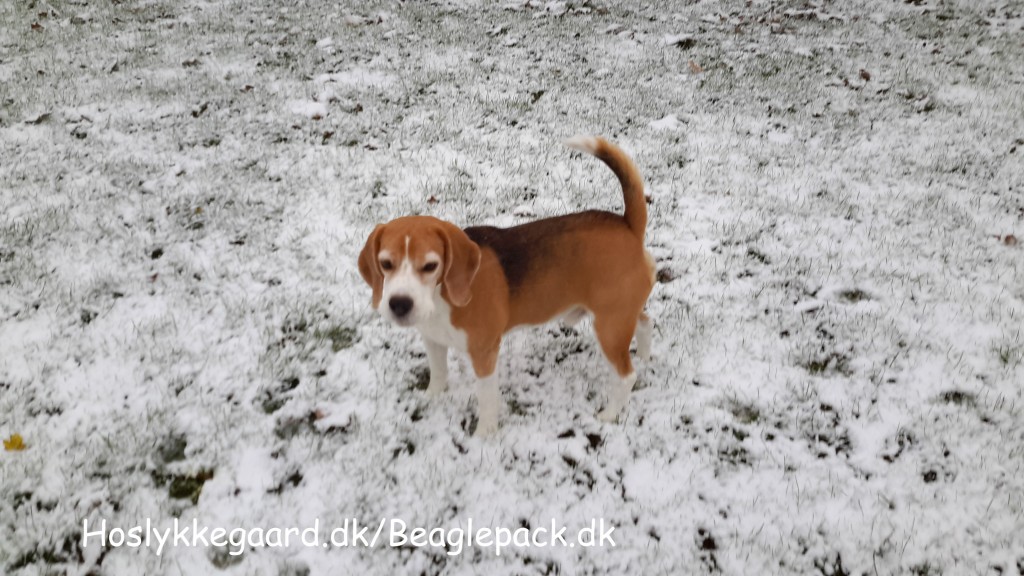 Darwin i den kolde sne