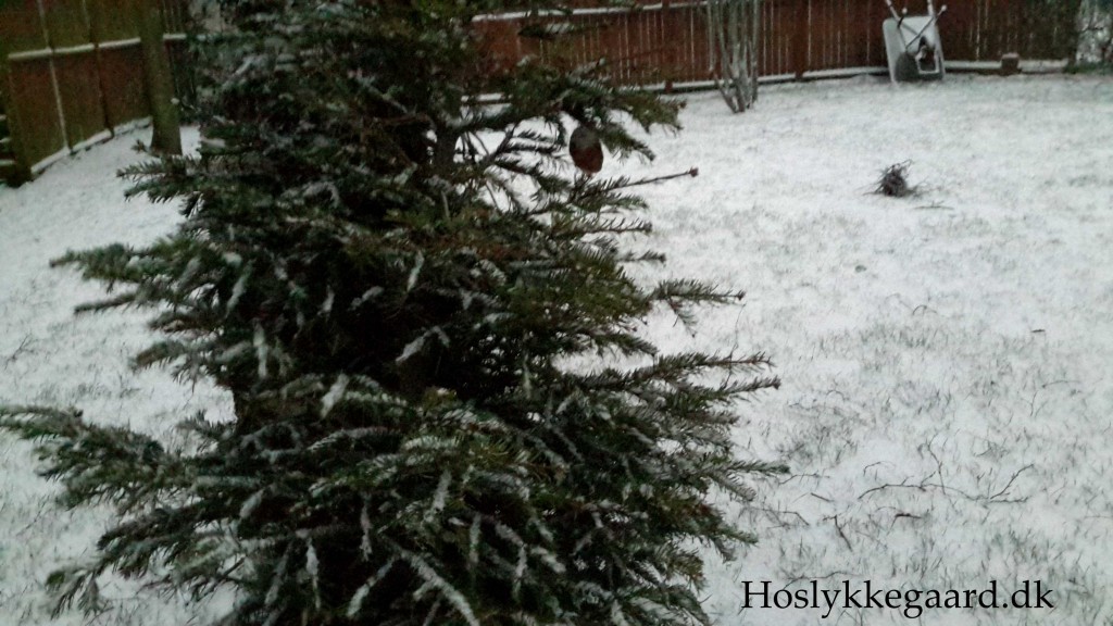 juletræet i sne