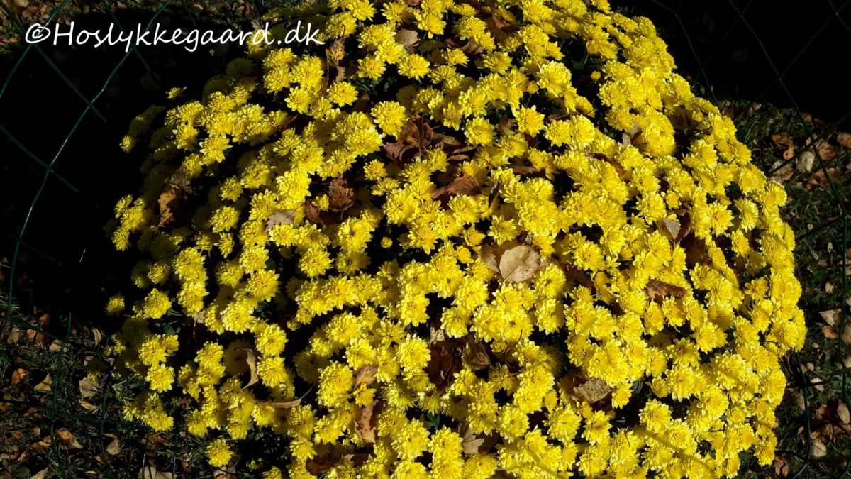 gul blomst